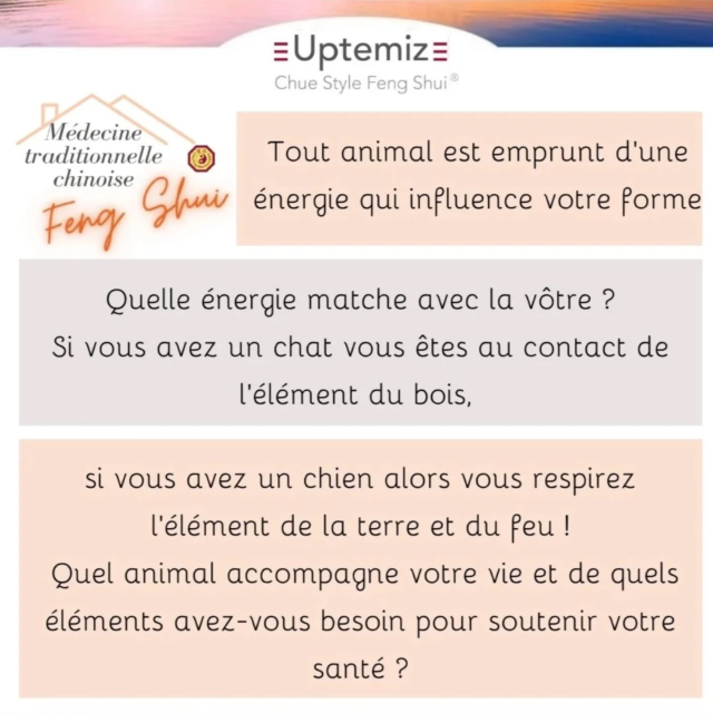 Feng Shui et animal de compagnie suite !
Avec la pratique de l'horoscope chinois bazi nous connaissons l'énergie des occupants de la maison et observons ce qui est bon pour eux. Par exemple si l'élément bois vous soutient alors entourez vous de chats, si c'est le feu allez dans un haras. Bon chi !  @chuestylefengshui