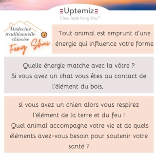 Feng Shui et animal de compagnie suite !
Avec la pratique de l'horoscope chinois bazi nous connaissons l'énergie des occupants de la maison et observons ce qui est bon pour eux. Par exemple si l'élément bois vous soutient alors entourez vous de chats, si c'est le feu allez dans un haras. Bon chi !  @chuestylefengshui
